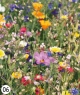 YC6907_fiori.jpg